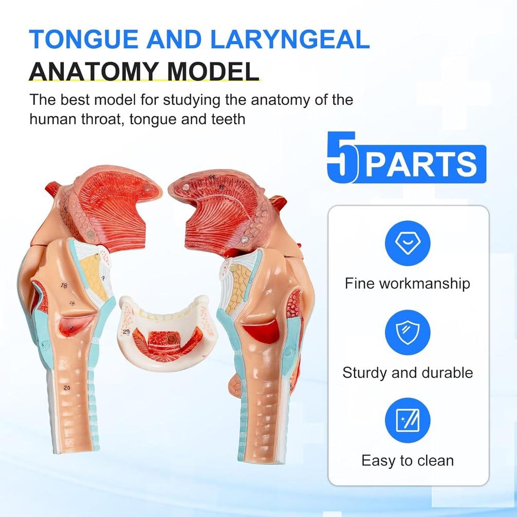 Model anatomii człowieka, naturalna struktura języka i gardła z zębami, tarczycą i krtanią do nauki edukacyjnej, anatomiczne narzędzie edukacyjne