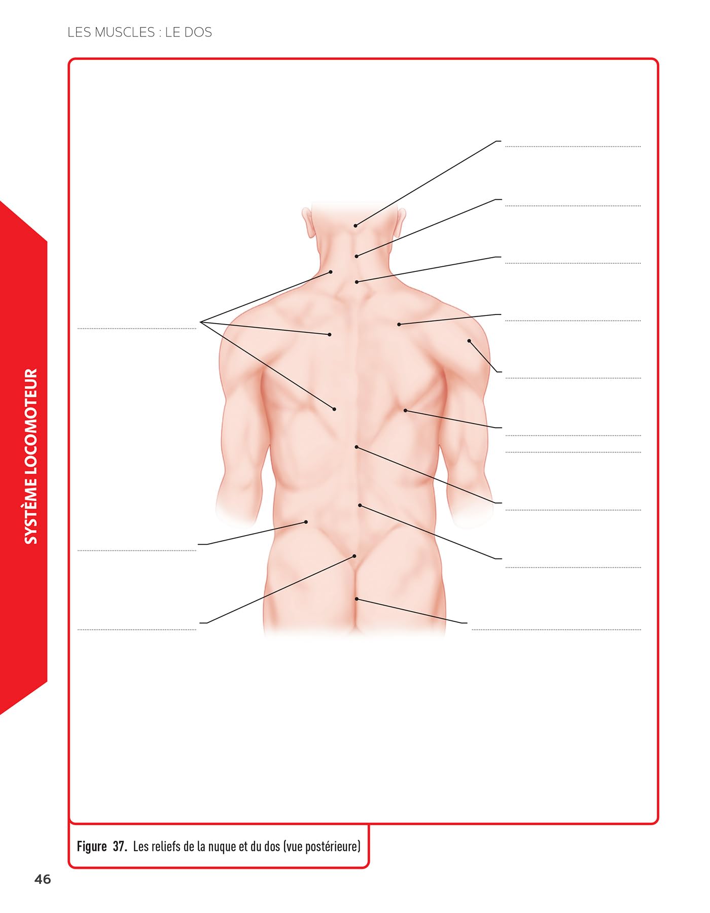 Mon atlas d'anatomie - Etudiants en IFSI: 2 livres dans une pochette : un atlas annoté et un cahier avec 150 illustrations en couleur à légender