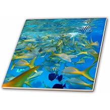 4 Inch Ceramic Tile - Many Colorful Fish in The Ocean Sealife