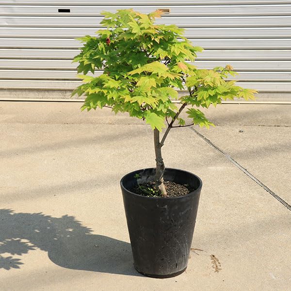 Amazon.co.jp: 庭木・植木：イタヤもみじ（青板屋モミジ