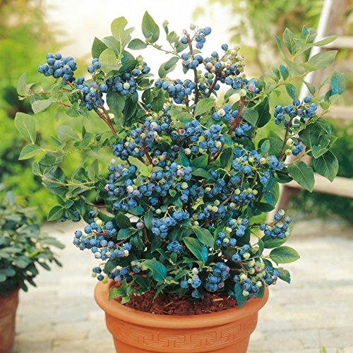 See full amazon price history chart for GreenBourne Dwarf Rare" American Bush Blueberry" Tasty Fruit Live Plant (1 Healthy Live Plant) GreenBourne Dwarf Rare" American Bush Blueberry" Tasty Fruit Live Plant (1 Healthy Live Plant) (B08NZWWW27) Amazon Price History, Amazon Price Tracker