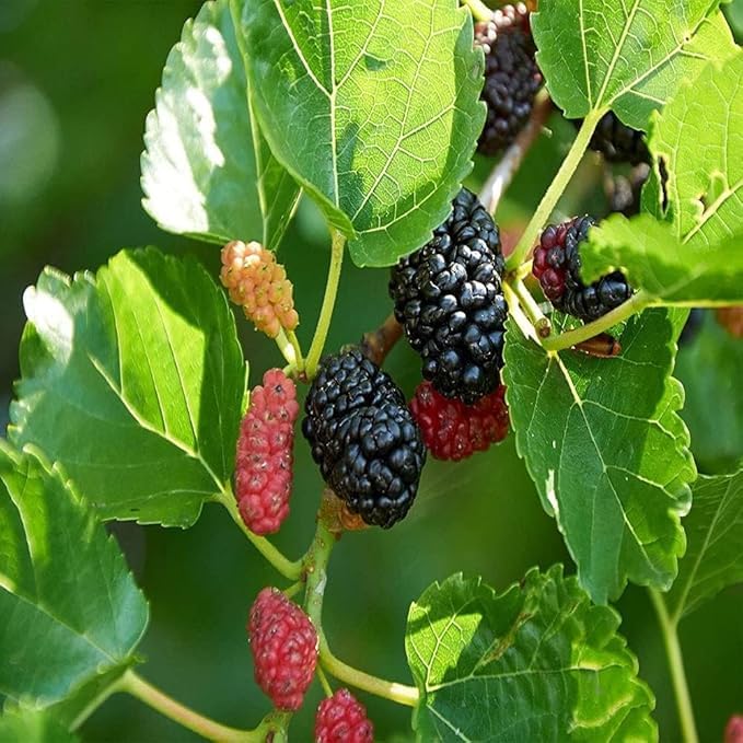 Image of LIVE PLANTS (SMALL, MULBERRY)