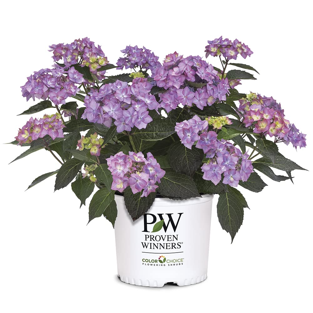 Proven Winners Let's Dance Can Do Hydrangea