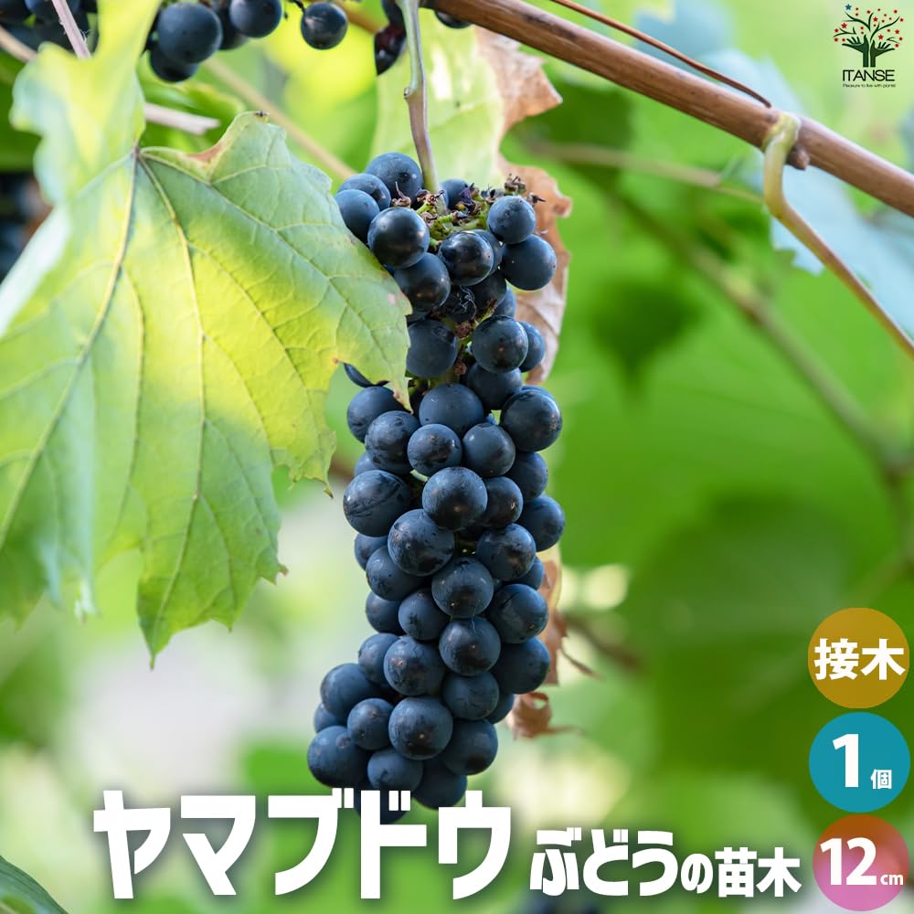 Amazon.co.jp: ぶどうの苗 品種：ヤマブドウ(メス) 12cmポット【品種で