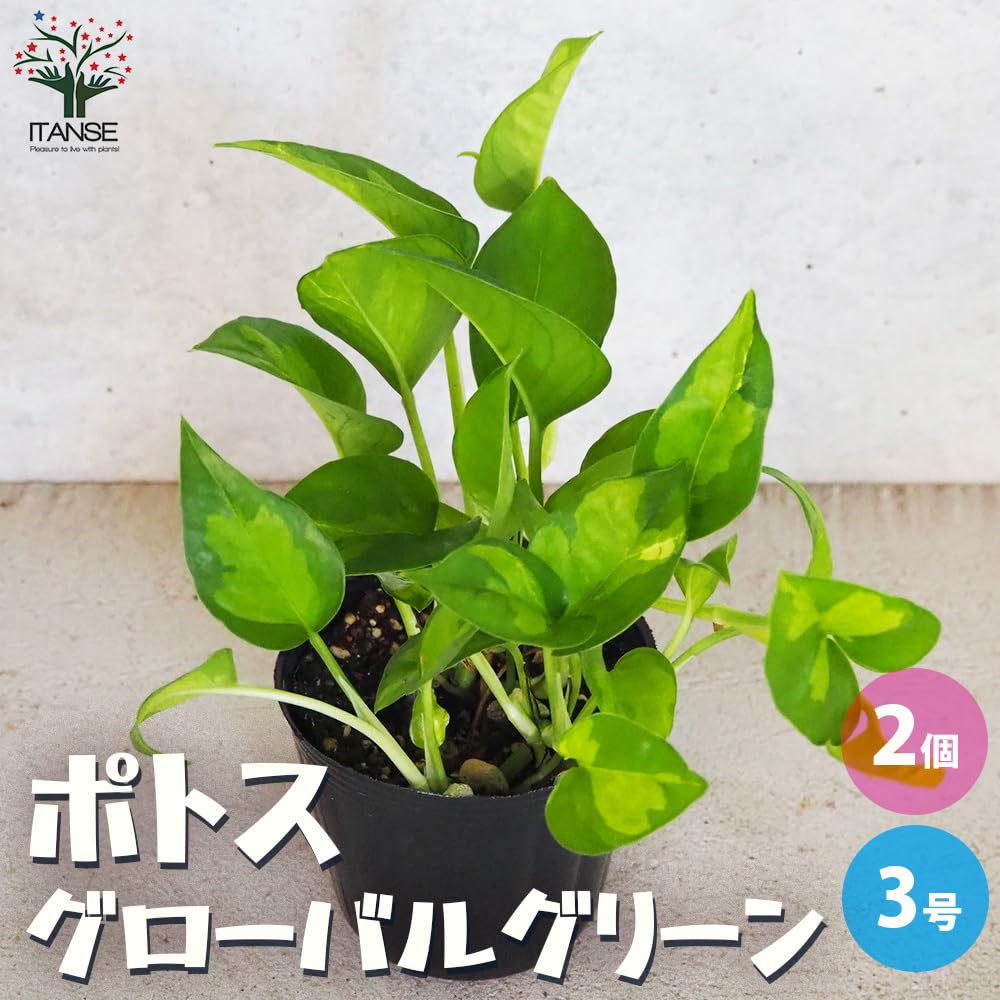 Amazon｜ITANSE ポトス グローバルグリーン 3号 2個セット 観葉