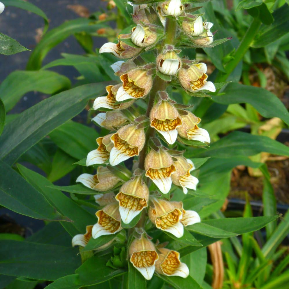 Digitalis Lanata - Striking Biennial Foxglove with Unique Spiky Flowers 1x 1 Litre Potted Plant by Thompson & Morgan