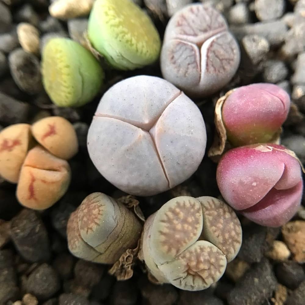 リトープス　三面　モンスター　抜き苗 61gv1Ka5nvL._UF1000,1000_QL80_.jpg