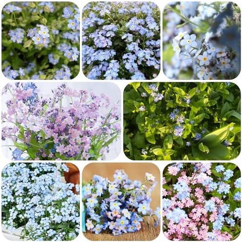 Forget-me-not plant – seeds balcony flowers garden resistant plants for balconies resistant plants for the garden flower garden plant garden in 200pcs Forget-me-not plant – seeds balcony flowers garden resistant plants for balconies resistant plants for the garden flower garden plant garden in 200pcs
