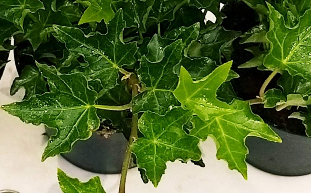 2 Piante Di Edera A Foglia Grande Per Pareti E Giardino - Vaso 13 Cm, Piante Vere Purificanti, Rampicanti Verdi, Cure Facili