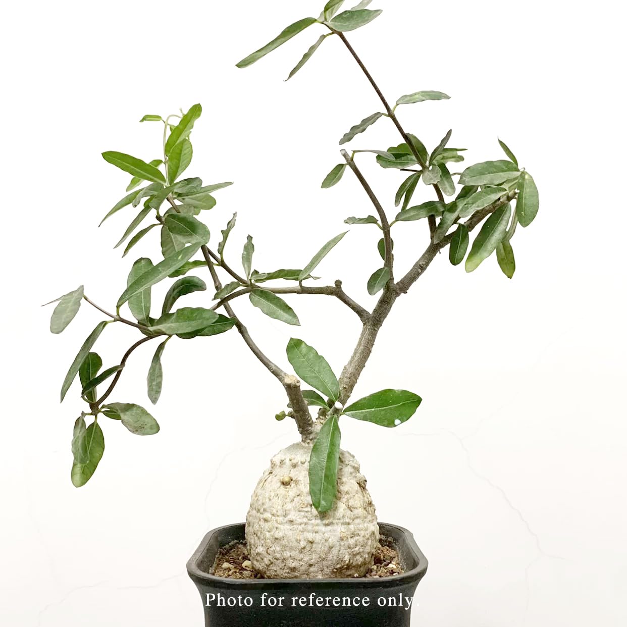 Fockea Edulis Caudex Plant – Baby Desert Rose Succulent | Rare Caudiciform Plant | 1.5 Year Seedling | 8.5cm Pot | Unique Collector Succulent