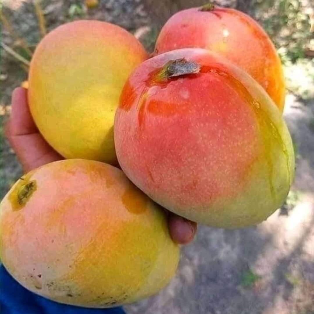 Premium Grafted Ambika Mango Plant | Originial Hybrid Ambika Mango plant | Fruit After 2-3 Years | Hight 2-3 feet | Pack of 1 (B0D66KC1N2) Amazon Price History, Amazon Price Tracker