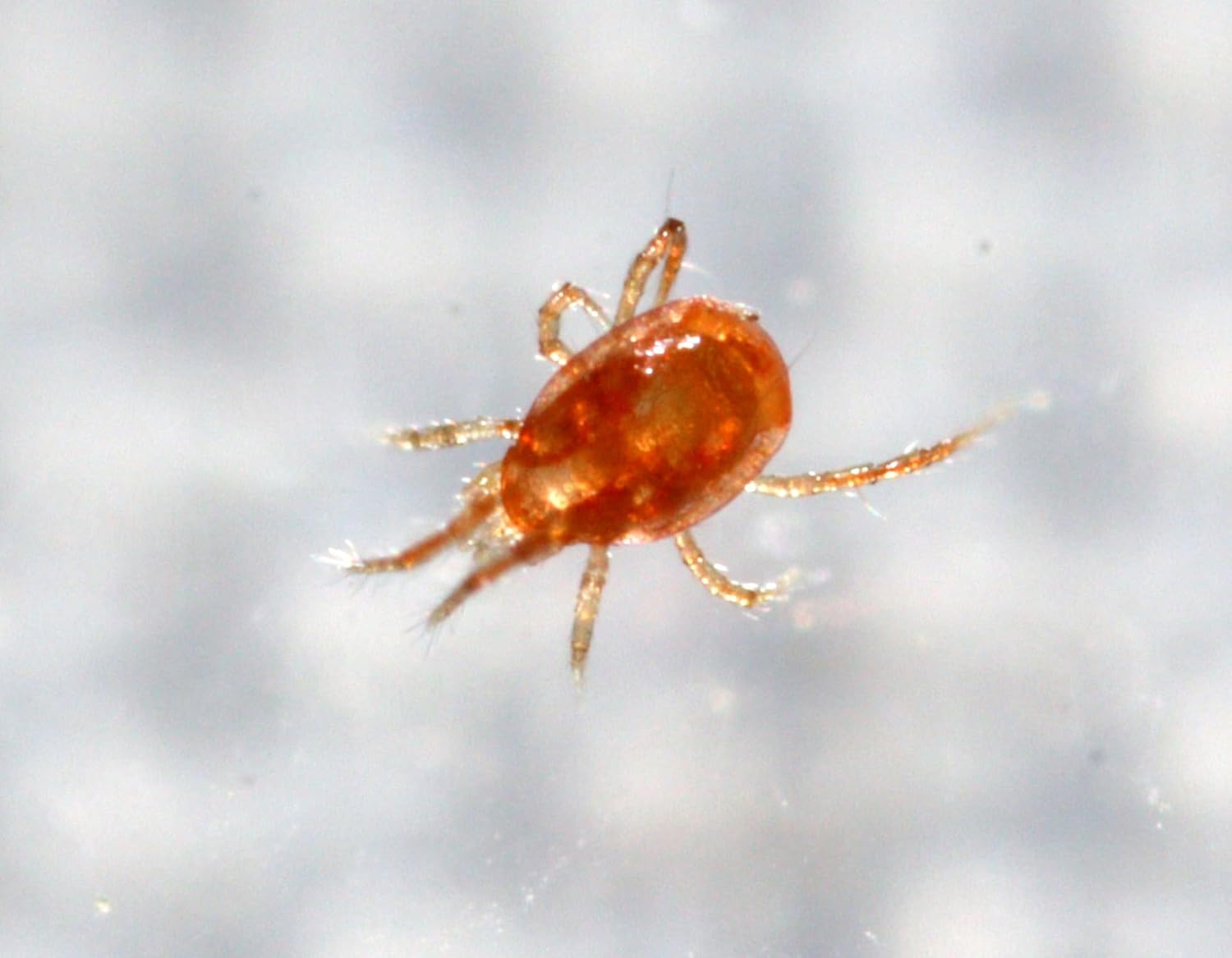 20,000 Live Adult Predatory Mites - P. persimilis - Ships Next Business Day!