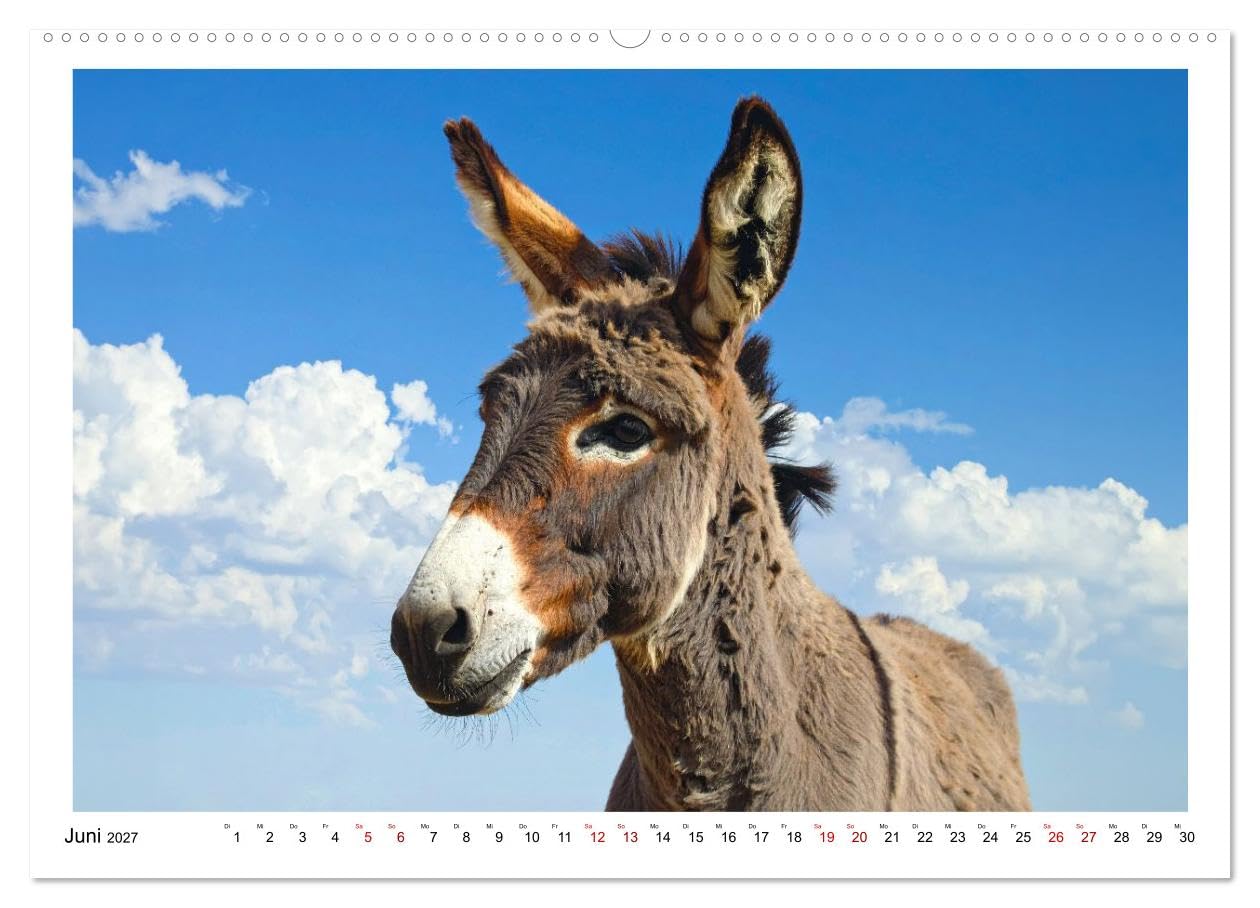 Kleine und große Eselein (Wandkalender 2027 DIN A2 quer), CALVENDO Monatskalender: Weiche Ohren, sanfte Seelen, lustige Stimmung - so sind Esel (CALVENDO Tiere)