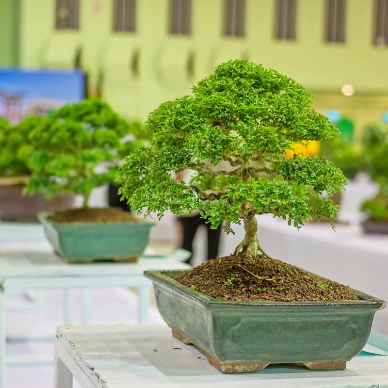 Bonsai planter,7 Years old Bonsai Pack of 1 Without pot-image-2