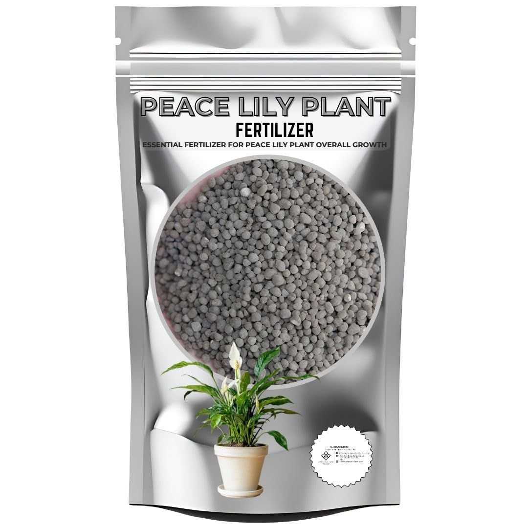 Peace Lily Plant Fertilizer | The Resilient Beauty | Air Purifier Live Indoor Plant for Living Room, Table, Bedroom & Office Home Decoration (250 GRAM)-image-40