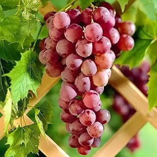 Grape Vine Plant Live for Planting Outdoors, Grape Plant Live Grape Tree to Grow 1-2 Years Old Well-Rooted, Black Grape Fruit Tree Live Plant (Red Grape)