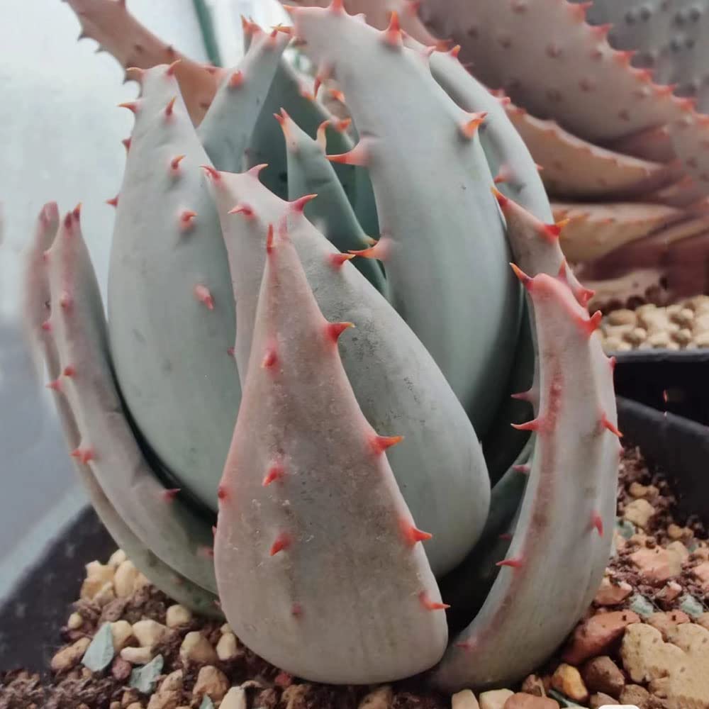 Aloe Vera Pflanze Winterhart - Sukkulenten Indoor & Outdoor - Aloe Vera  Pflanze Kaufen, Echte Aloe Vera Pflanzen - Bodendecker Samen Winterhart,  Pflanzen Samen Indoor - 400 Stck : Amazon.de: Garten