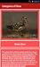 Categories of Skua