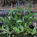 Pickerel Rush Live Pond Plant for Water Garden (Blue Pickerel Rush Live, 1)