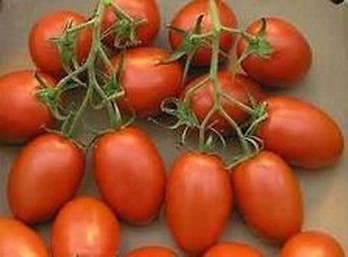 Grappoli Corbarino Grape Tomate - Tomate de la antigua Italia!!!(50 - Semillas)