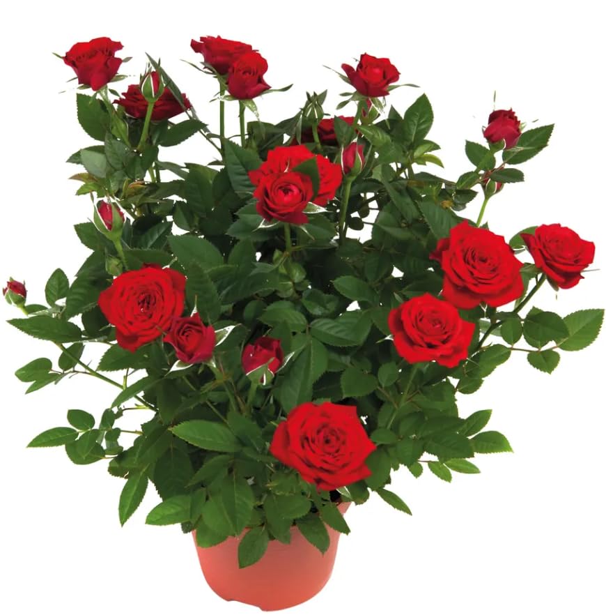 Live Mini Rose Bush