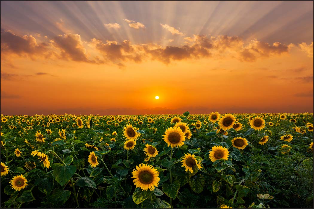 Muralo Carta da Parati Girasoli, Tramonto - 270x180 cm