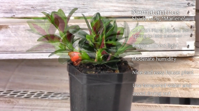Amazon.com : Nematanthus 'Shady Lady Marlene', Nematanthus 'Shady