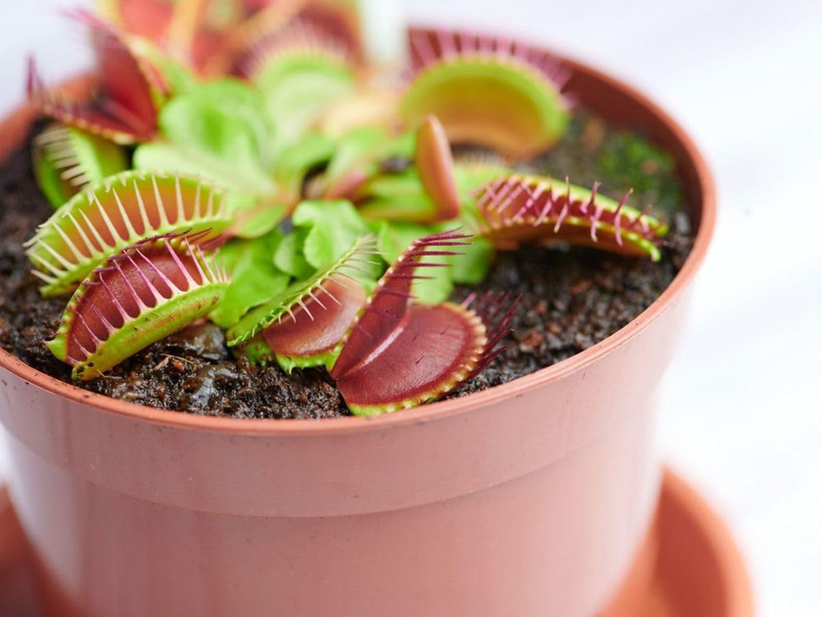 Nouveau frais 60pcs graines de plantes carnivores