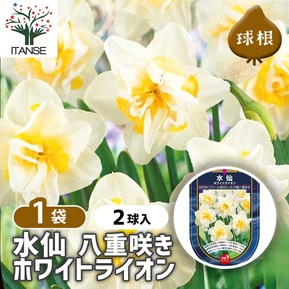 Amazon.co.jp: ITANSE 花球根 八重咲き水仙 ホワイトライオン 2