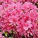 Produktbild Kriechende Immergrüne Zwerg Azalee Talamanca 15-20cm - Rhododendron nakaharai