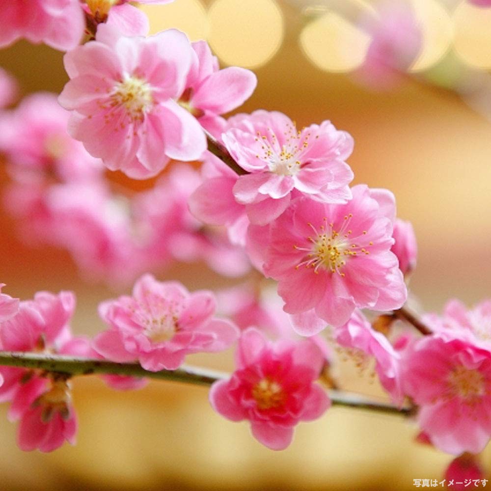 Amazon.co.jp: 枝垂れハナモモ 【桃花しだれ桃】 1年生 接木苗 : DIY