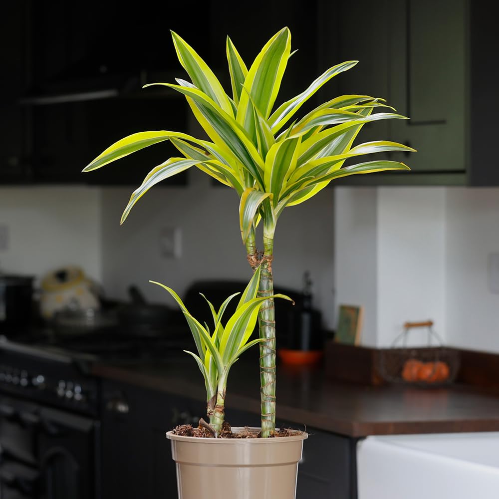 Yougarden Dracaena Deremensis Lemon & Lime (17Cm 2 Stem) Multi 17Cm Pot