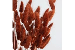 Bunny Tails Dried Flowers: Adorn Your Space with Natural Elegance