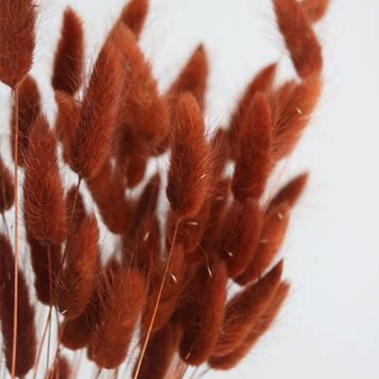 COSOKUU Bunny Tails Dried Flowers