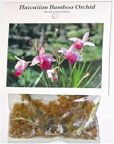 Miniatura 2 de 2 raíces de orquídea de bambú hawaiano #zc50 - por descuento Hawaiian Gifts