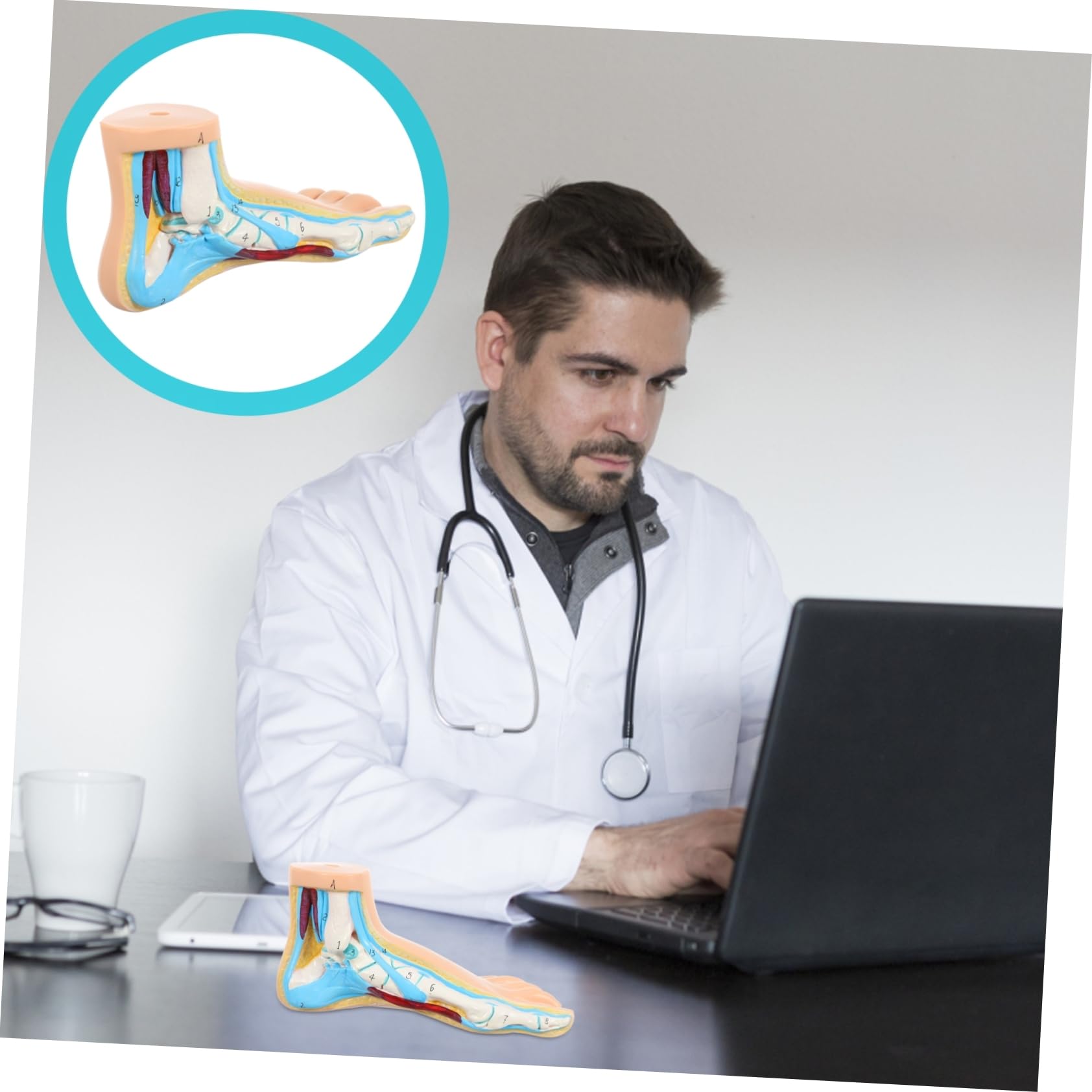 Cabilock Modelo Anatómico Médico Articulaciones Detalladas Para Enseñanza y Exhibición Clínica Diseño Realista Para Estudiantes y Profesionales De Medicina y Fisiología