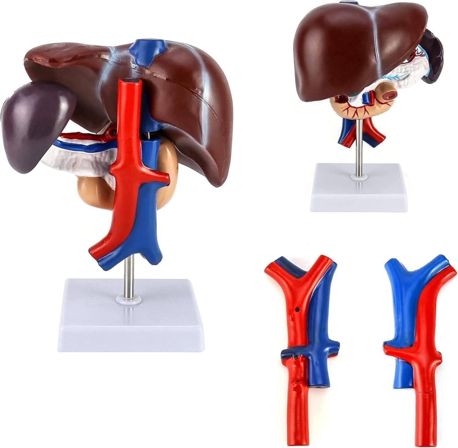 Human Liver Anatomy Model, Life-Size Human Pancreas Pathology Model Liver Anatomy Model, Suitable for Educational Human Model Classroom Research Display School Supplies