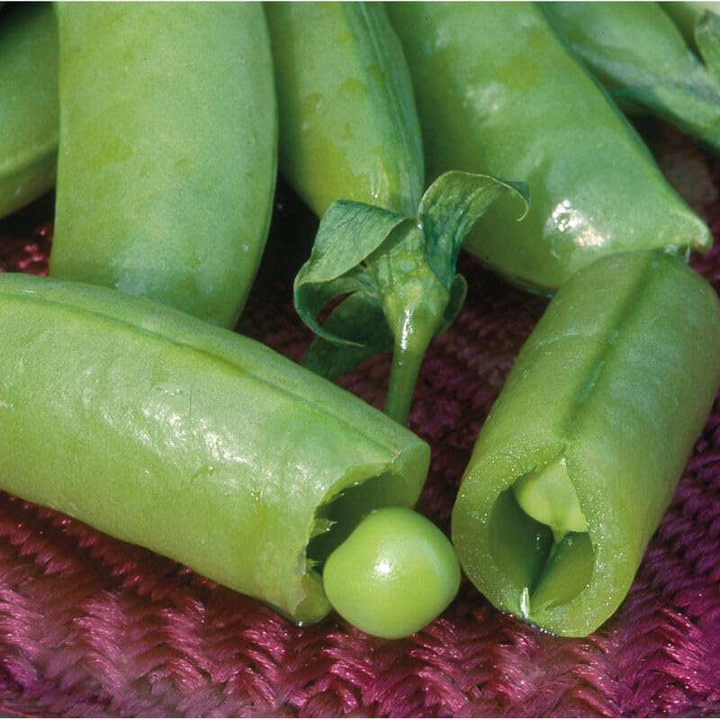 Heirloom Super Sugar Snap Pea Seeds For Kitchen Gardening-(100 Seeds)-image-5