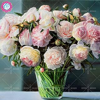 Seeds 11.11 Great Promotion! 20 pc/Rare Colored lotto Peony Peony of agramsero Chinese of The Seed of The Home Garden Bonsai and Organic Herbs Plant 3: Only Seeds