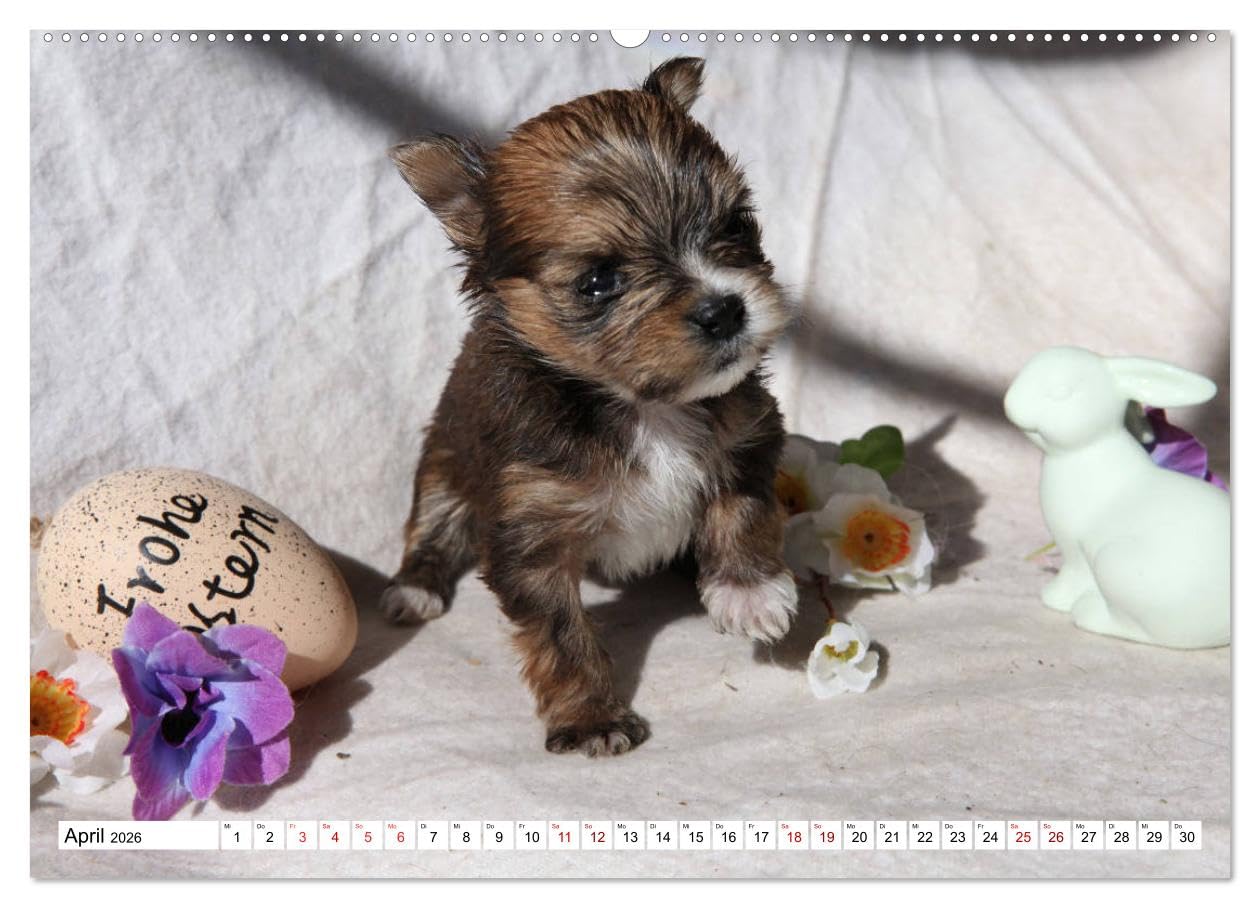 Bolonka Babykalender 2026 (hochwertiger Premium Wandkalender 2026 DIN A2 quer), Kunstdruck in Hochglanz: Ein gelungener Kalender mit hinreißenden ... kein Herz verschließen kann. (CALVENDO Tiere)