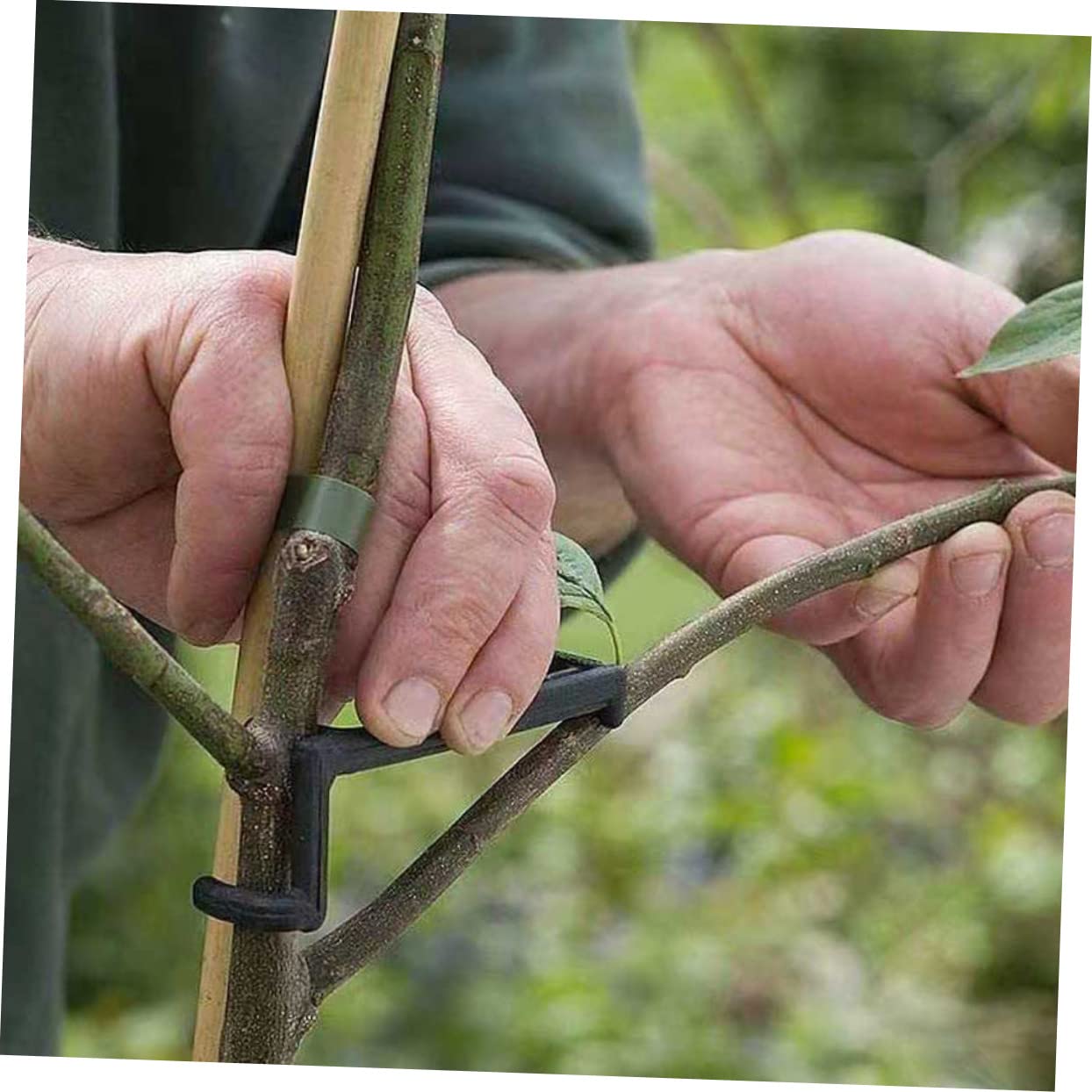 BESTonZON 2 Sätze Pflanzen Clips Teiliges Einstellbare Zweigbinder Für Obstbäume Praktische Gartenhilfe Zur Formung Äste Für Birnbäume Langlebig Und Benutzerfreundlich 25 Stück * 2