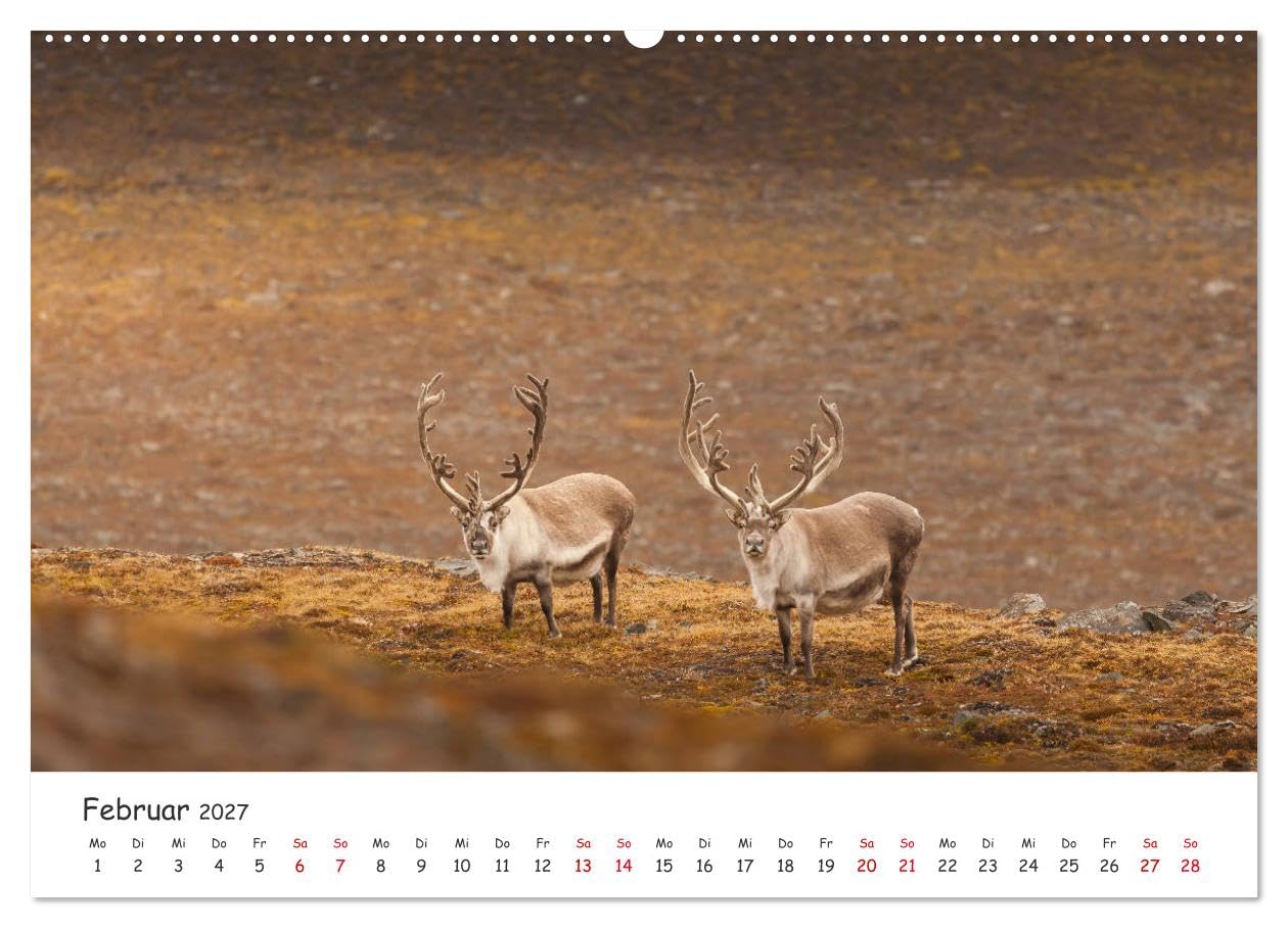 CALVENDO - Rentiere (Wandkalender 2027 DIN A2 quer), Monatskalender: Rentiere aus Nordnorwegen & Spitzbergen