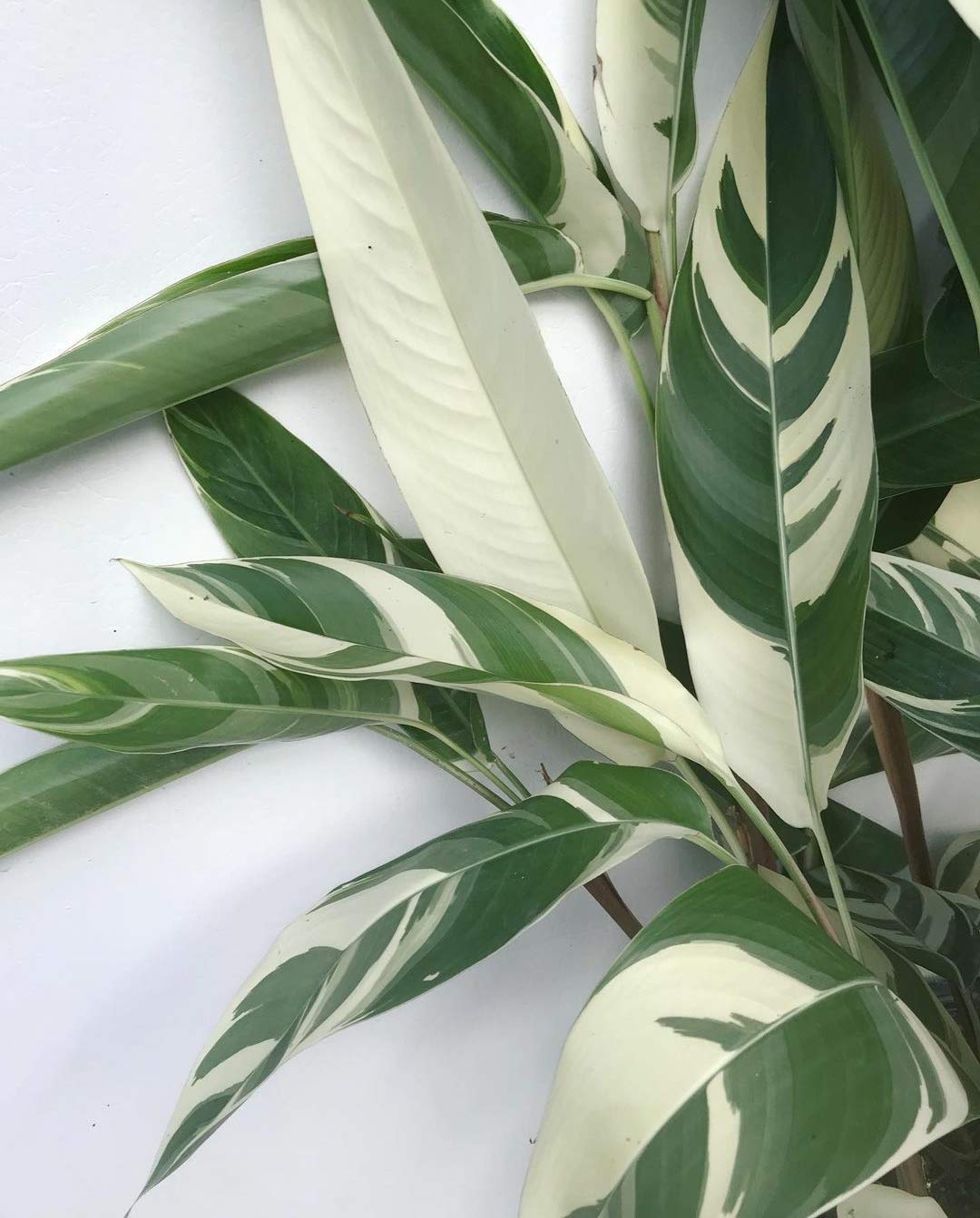 SHOP-SPEND-REPEAT variegated heliconia extremely rare and exotic variegated plant (B091BG5PBS) Amazon Price History, Amazon Price Tracker