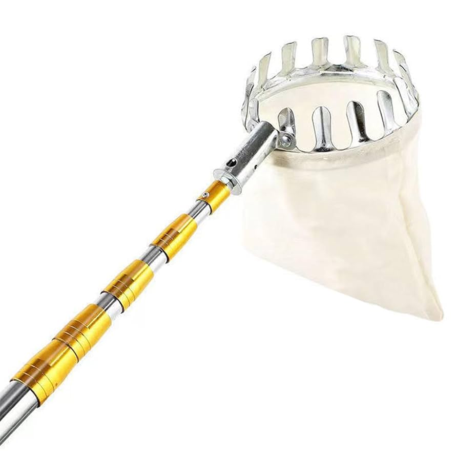 果物55 61gx1BHDTBL._UF894,1000_QL80_.jpg