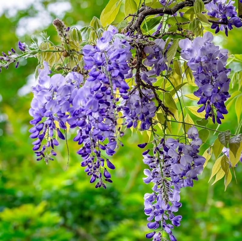 Amazon.com : 5 Blue Flowering Chinese Wisteria Vines - 6-12