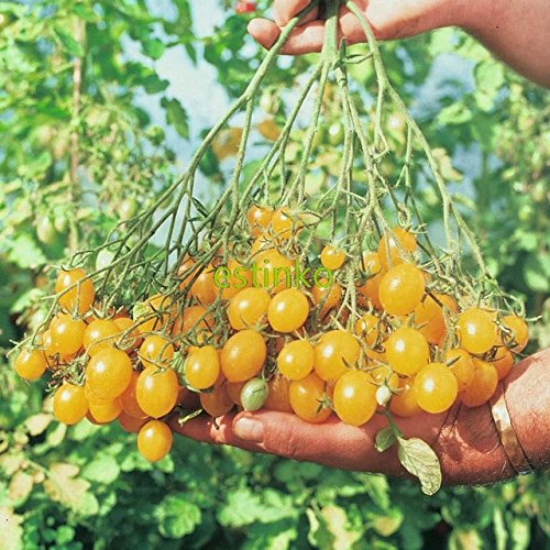 ChinaMarket Rare vegetable Seeds 50pcs Ildi Tomato Seeds Delicious Fruit Home Garden Bonsai Plant