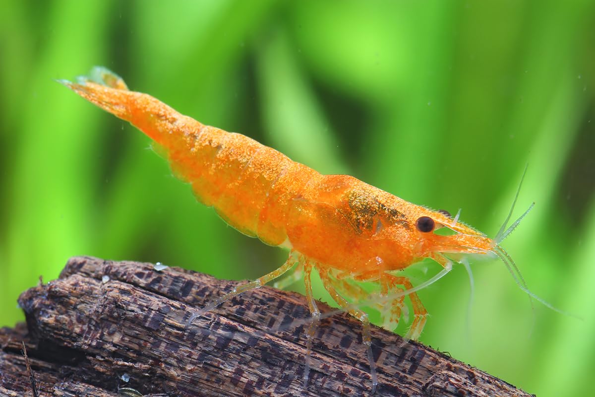 Discount Aquatics 10x Live Orange Fire Shrimp Neocaridina Heteropoda, Freshwater Aquarium shrimp 1.5cm
