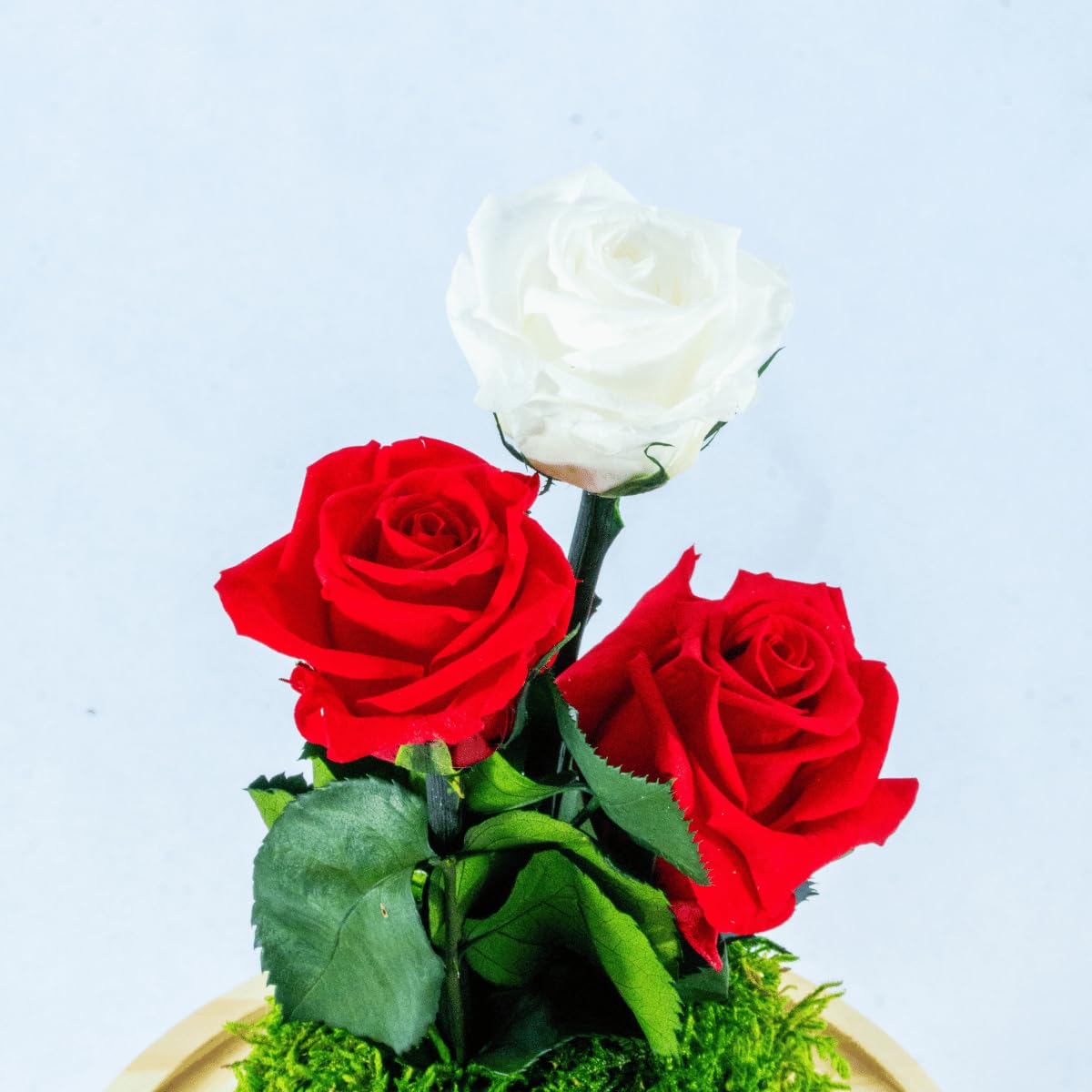Kokedamas Lucciana Rosa Eterna Roja | Cúpula de Cristal con Flor Preservada | Ideal para Decoración Hogar | Sin riego | Medidas: 25 cm x 15 cm
