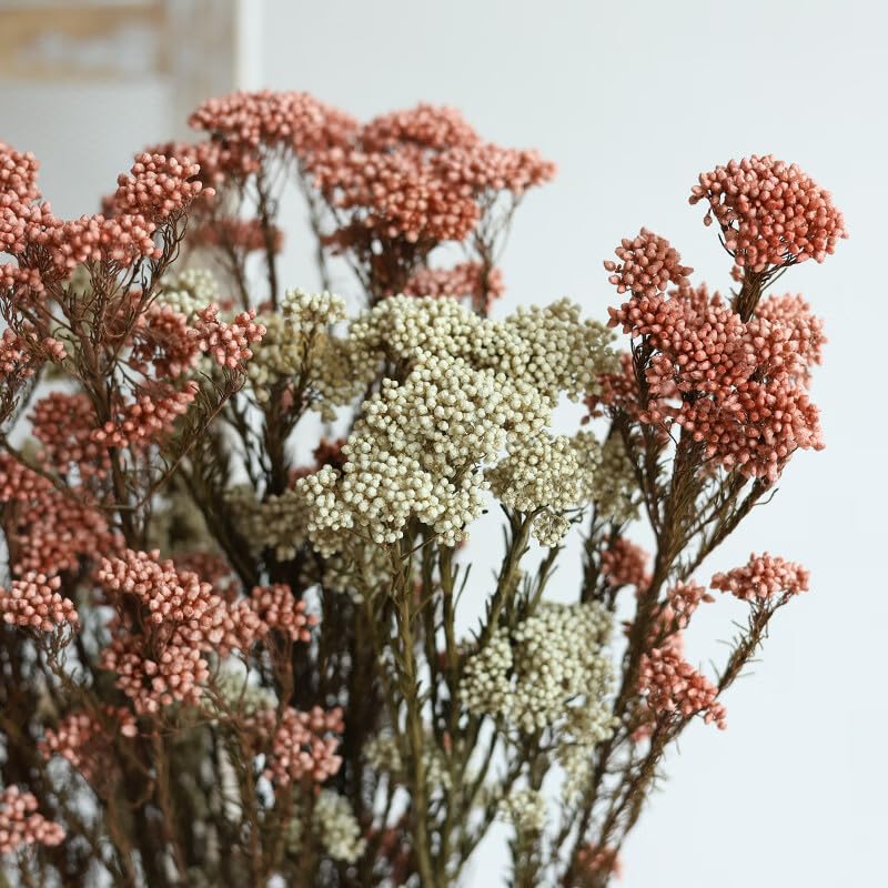 Dried Flower Rice Flower White Dogwood 20 piezas miniatura 7
