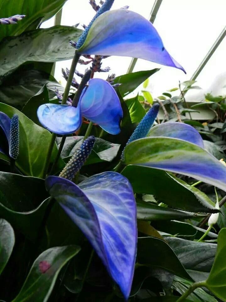 BeGrin Blue Anthurium Live Plant Painters Palette Tailflower Oilcloth Flower Flamingo Lily Laceleaf Good Luck Air Purifier Indoor Live Plant With out Pot (B0D5MK4K76) Amazon Price History, Amazon Price Tracker